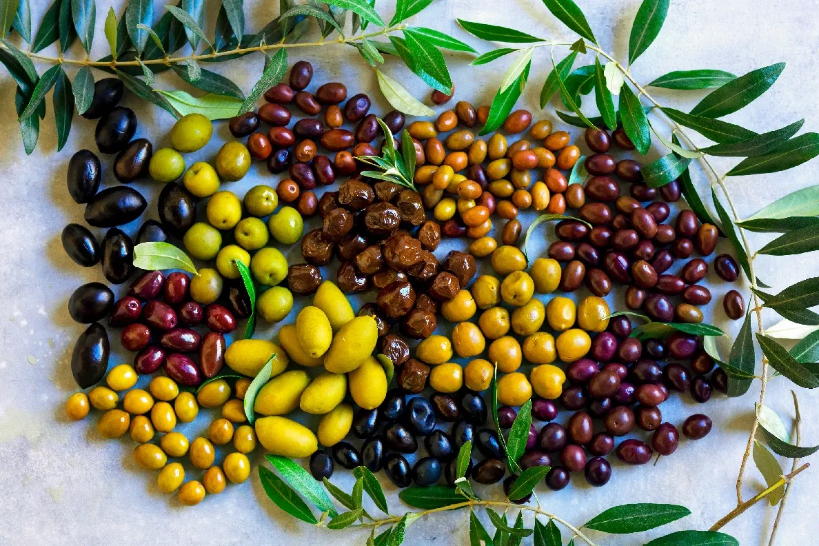 varietà di olive e caratteristiche